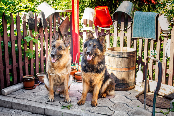 Deux chiens de berger allemands
,  - Photo, image