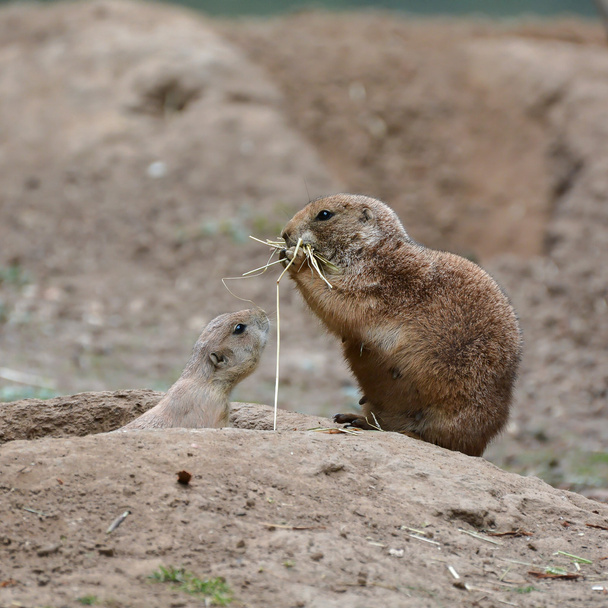 young prairie dog with his mother - Φωτογραφία, εικόνα