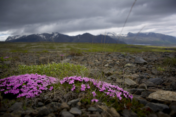 Izlandi virágok - Fotó, kép
