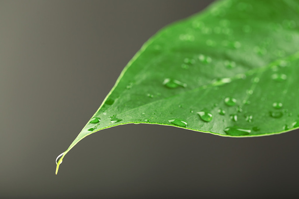 Green leaf with droplets on gray background - Foto, imagen