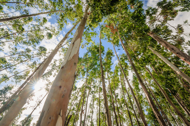 elleni ég eukaliptusz-fa - Fotó, kép