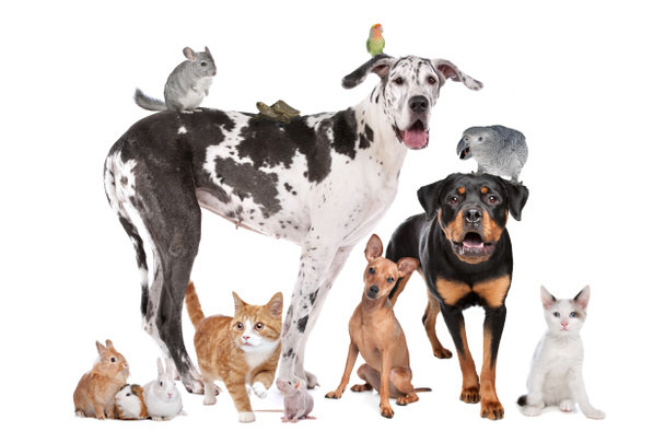 Mascotas frente a un fondo blanco
 - Foto, imagen