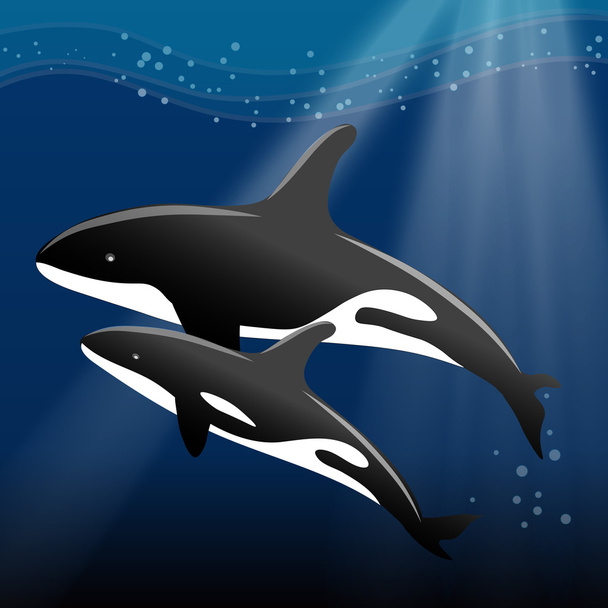 Whale and her calf swimming in the ocean - Vector, afbeelding
