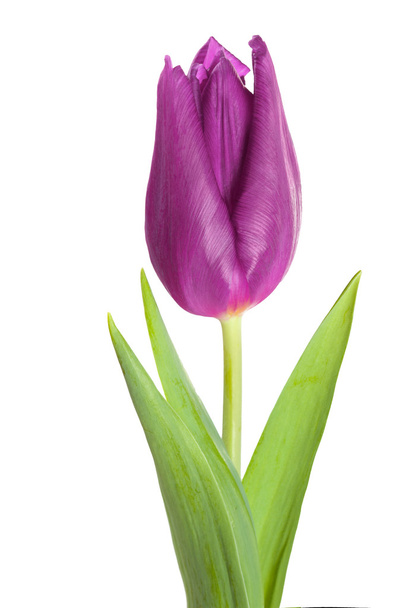 Tulipan kwiat bliska  - Zdjęcie, obraz