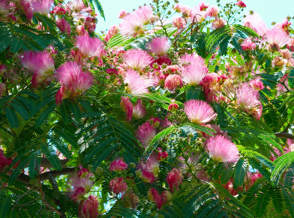 Flowers of acacia (Albizzia julibrissin). - Photo, Image