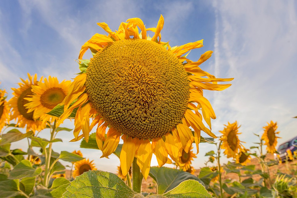 Sunflower - Photo, Image
