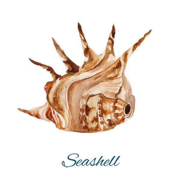seashell. watercolor painting on white background - Vektör, Görsel