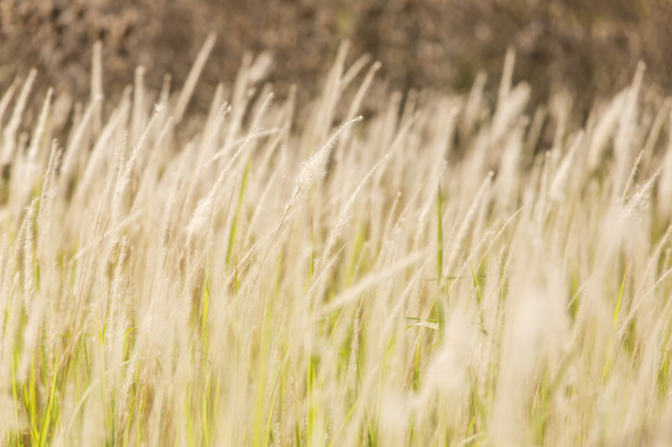 Close-up of grasses - Photo, Image