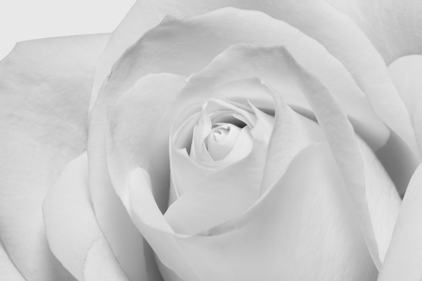 Black and white rose in macro scale - Photo, Image