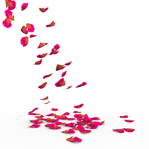 Petali di rosa cadono a terra
 - Foto, immagini