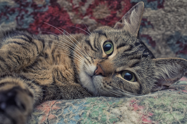 tabby cat - Photo, Image