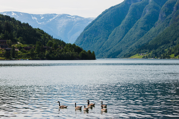 Wildgänse im Fjord - Foto, Bild
