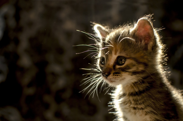 Carino gattino nella retroilluminazione
 - Foto, immagini
