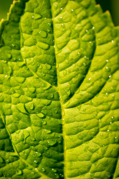 Yeşil yaprak ve su damlaları - Fotoğraf, Görsel
