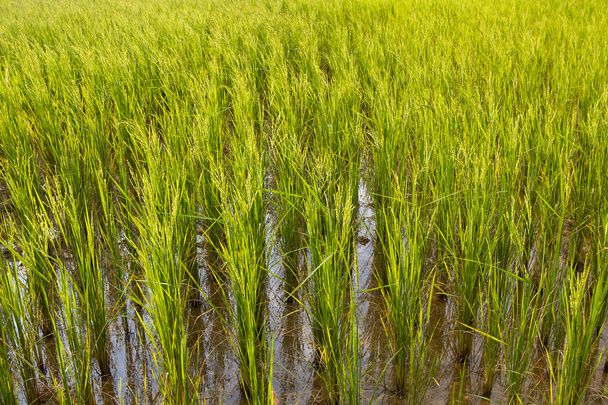 Campo de arroz verde de cerca
 - Foto, imagen