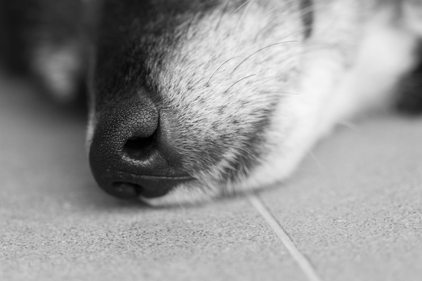 Truffe de chien sensible en macro noir et blanc
 - Photo, image