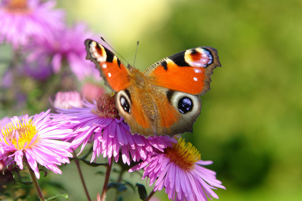 Papillon paon sur fleurs violettes
 - Photo, image