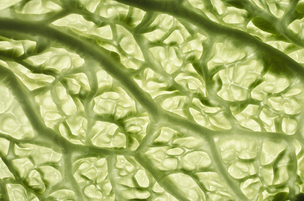 Савойские листья капусты
 - Фото, изображение