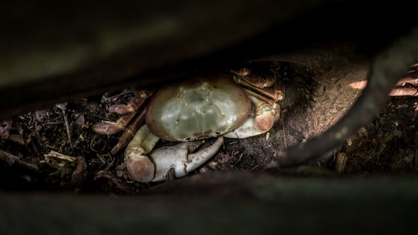 Uma perna peluda Mountain Crab dormindo em uma árvore
 - Foto, Imagem