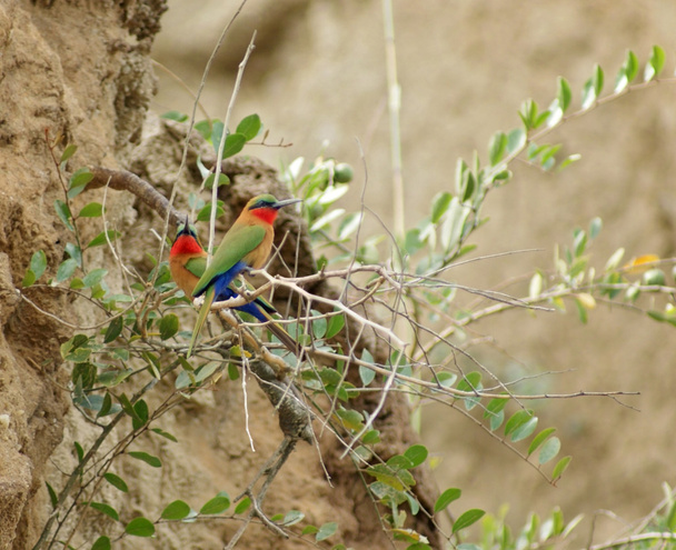 renkli bee-eaters ve dallar - Fotoğraf, Görsel