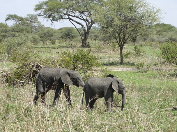 savanne met twee jonge olifanten - Foto, afbeelding