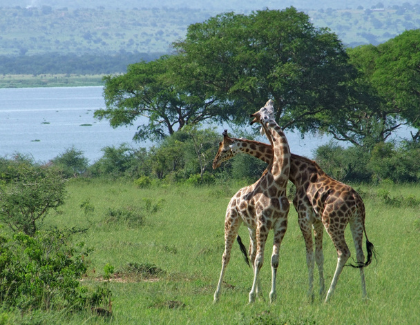 žirafy na boj v Africe - Fotografie, Obrázek