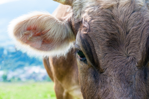 Head of a cow against pasture - Fotó, kép