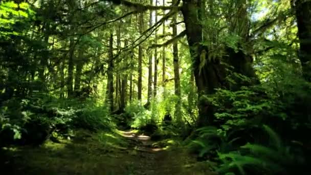 Divočinu deštného pralesa s jehličnatými stromy - Záběry, video
