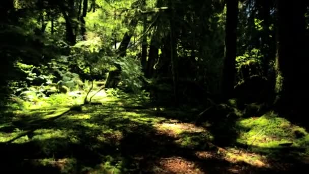 Divočinu deštného pralesa s jehličnatými stromy - Záběry, video