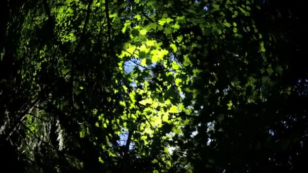 балдахін з листя зелених дерев
 - Кадри, відео