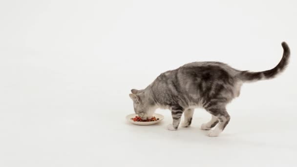 Katze frisst lecker - Filmmaterial, Video
