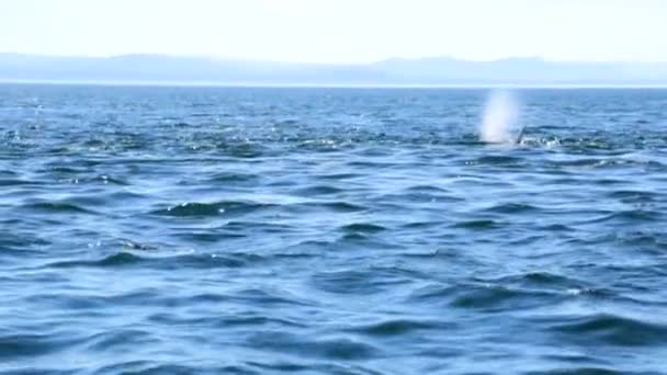 Orcinus orca whale swimming in ocean waters - Materiał filmowy, wideo