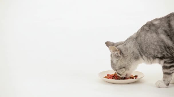 Alimentos para gatos - Filmagem, Vídeo