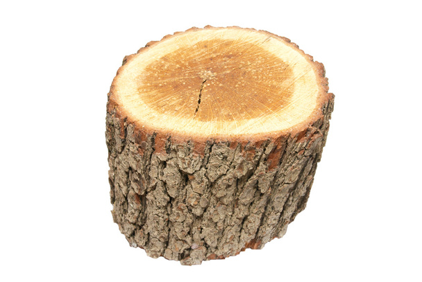 Wooden stump isolated on white. - Photo, Image