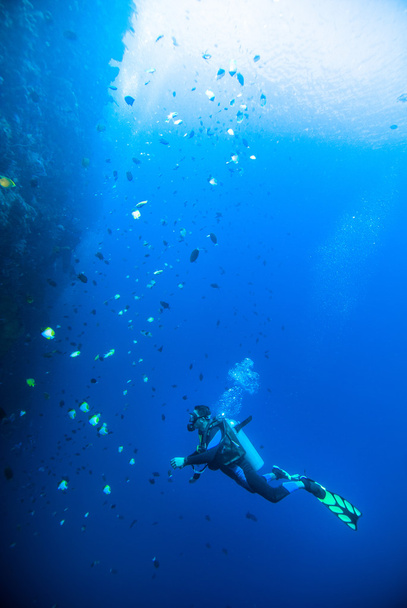 mergulhador água azul mergulho bunaken indonésia mar recife oceano
 - Foto, Imagem
