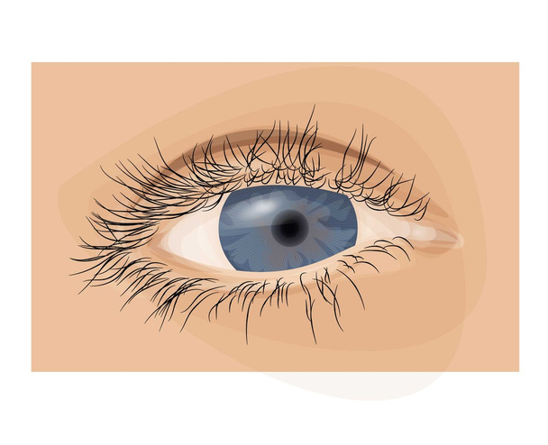 modré lidské oko - Fotografie, Obrázek