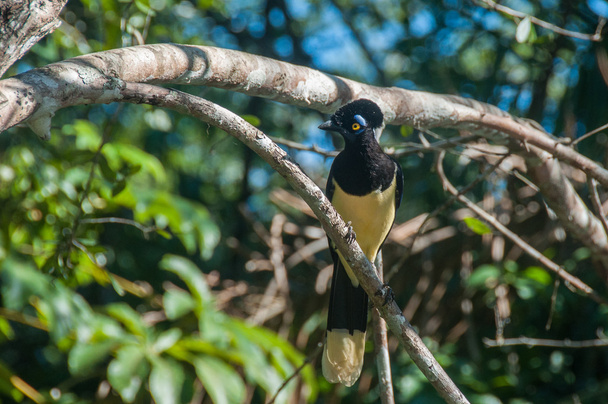 Pluche-crested jay vogel, Pantanal, Brazil - Foto, afbeelding