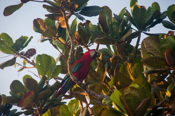 Czerwona papuga ptak w Pantanal, Brazylia - Zdjęcie, obraz