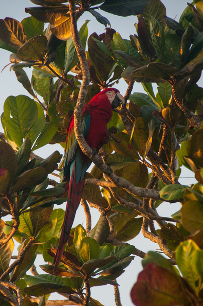 Pantanal Brezilya kırmızı papağan kuş - Fotoğraf, Görsel