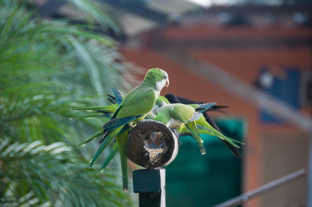 ブラジル ・ パンタナールでオキナインコ鳥のグループ  - 写真・画像