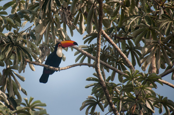 Magnifique toucan se cachant au sommet des arbres, Pantanal, Brésil
 - Photo, image