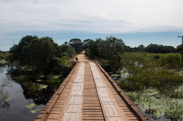 Landschaften im südlichen Pantanal Brasiliens - Foto, Bild