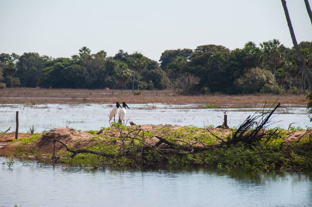 Jabiru-Vögel im südlichen Pantanal Brasiliens - Foto, Bild