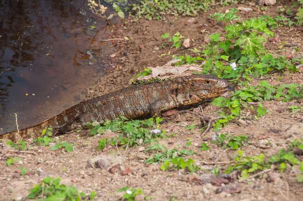 Dracaena (Lagarto), en el Pantanal Sur de Brasil
 - Foto, Imagen
