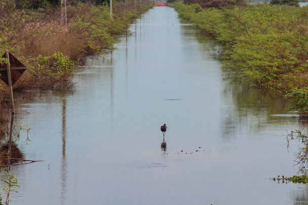 Samotny ptak w zalanych dróg Pantanal, Brazylia - Zdjęcie, obraz