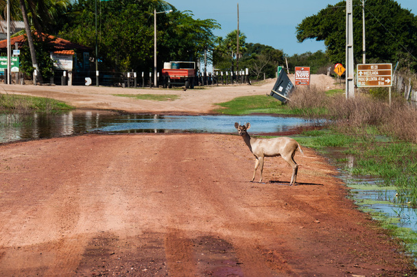 Brązowy Brucket w południowej części Pantanal, Brazylia - Zdjęcie, obraz