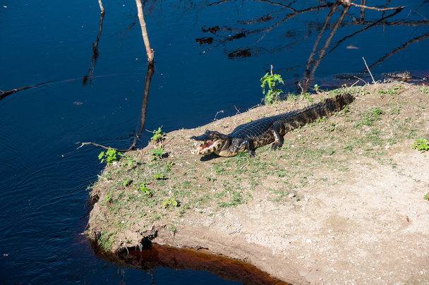 Caimans, no Pantanal Sul do Brasil
 - Foto, Imagem