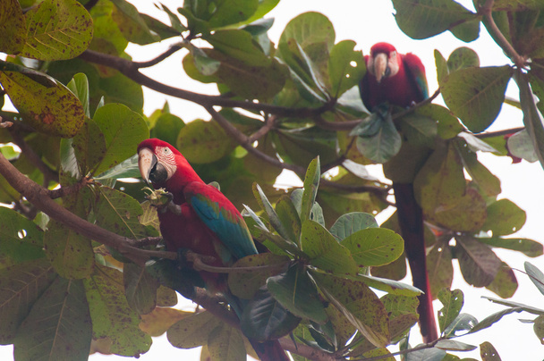 Κόκκινο παπαγάλους πουλιά στο Pantanal, Βραζιλία - Φωτογραφία, εικόνα