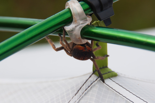 Araña bruta en palos de campamento de tienda, Florianópolis, Brasil
 - Foto, Imagen