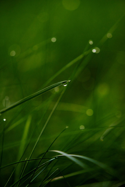 grass with dew drops - Foto, afbeelding